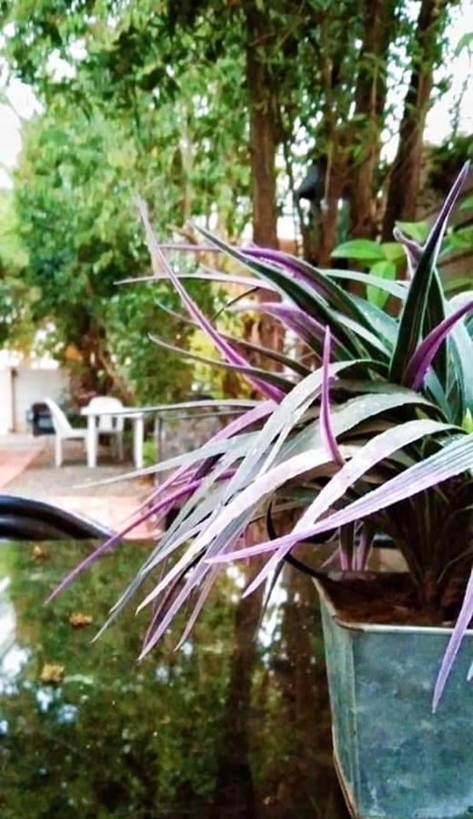 בלומפונטייין Aandrus Guesthouse מראה חיצוני תמונה